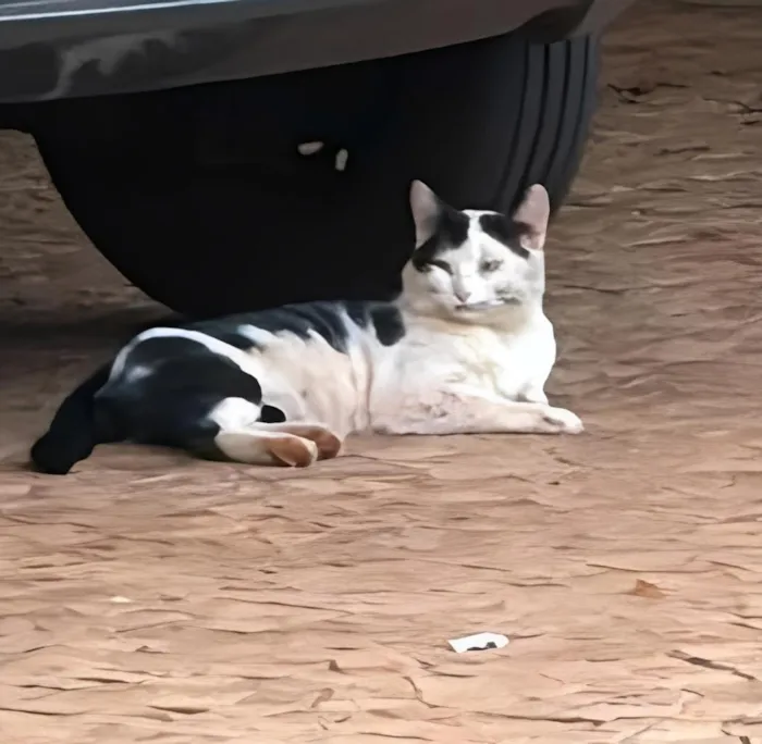 Gato raça SRD-ViraLata idade 2 anos nome Mingau
