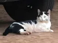 Mingau