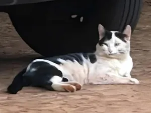Gato raça SRD-ViraLata idade 2 anos nome Mingau