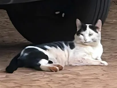 Gato raça SRD-ViraLata idade 2 anos nome Mingau