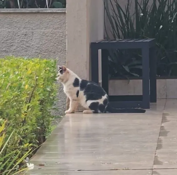 Gato raça SRD-ViraLata idade 2 anos nome Mingau