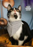 Cacá