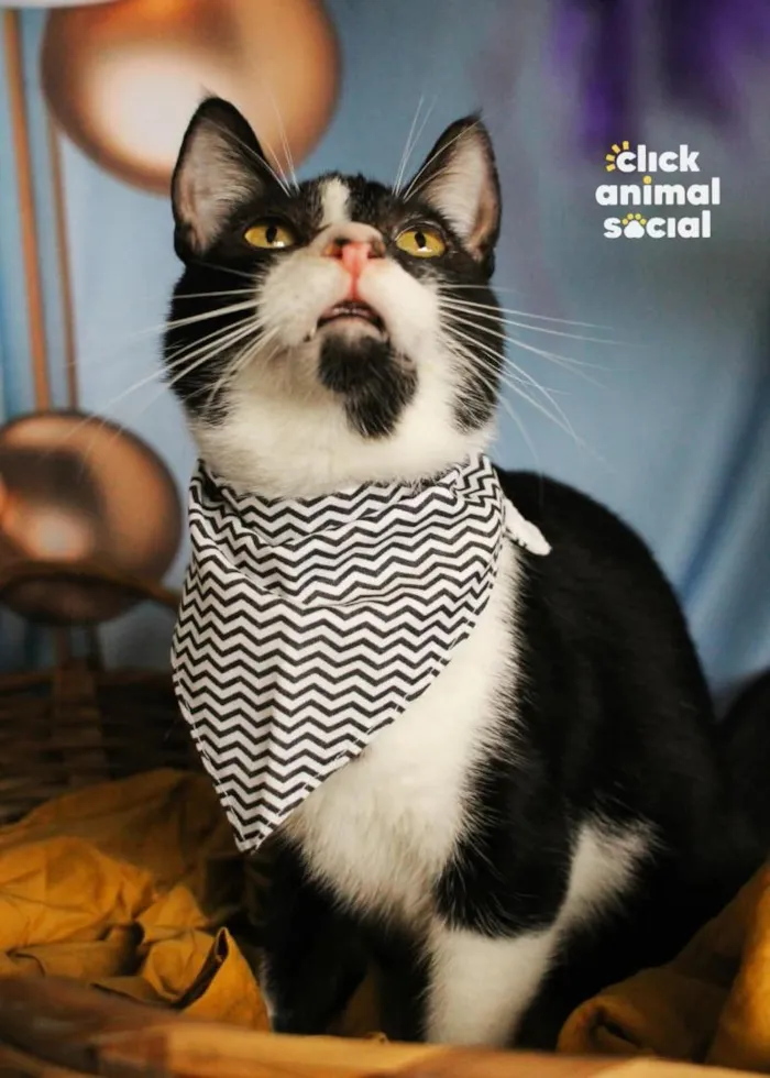 Gato raça SRD-ViraLata idade 2 anos nome Cacá