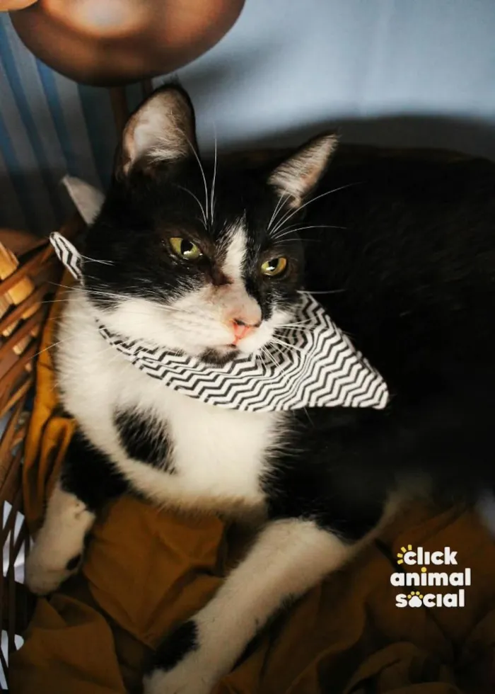 Gato raça SRD-ViraLata idade 2 anos nome Cacá