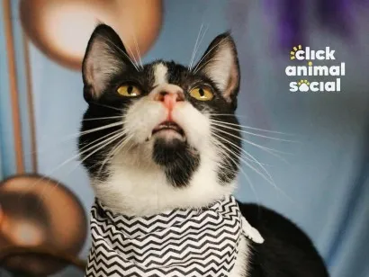 Gato raça SRD-ViraLata idade 2 anos nome Cacá