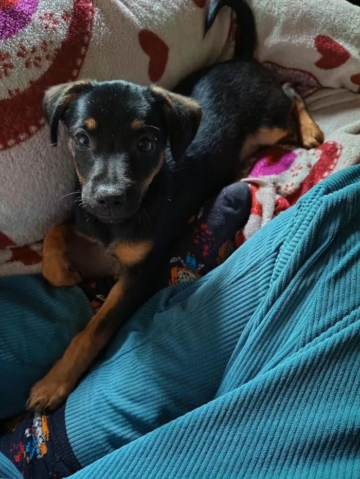 Cachorro raça SRD-ViraLata idade 2 a 6 meses nome Roky