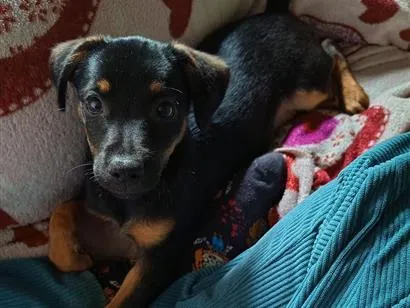 Cachorro raça SRD-ViraLata idade 2 a 6 meses nome Roky
