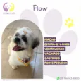 Flow