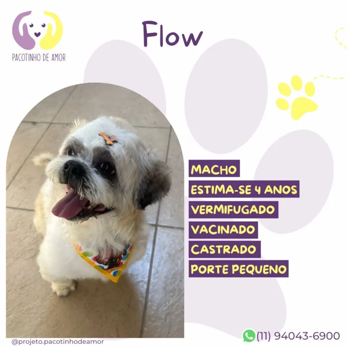 Cachorro raça SRD-ViraLata idade 4 anos nome Flow