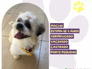 Cachorro raça SRD-ViraLata idade 4 anos nome Flow