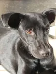 Biscoito 