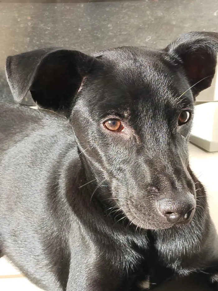 Cachorro raça SRD-ViraLata idade 7 a 11 meses nome Biscoito 