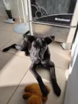 Biscoito 