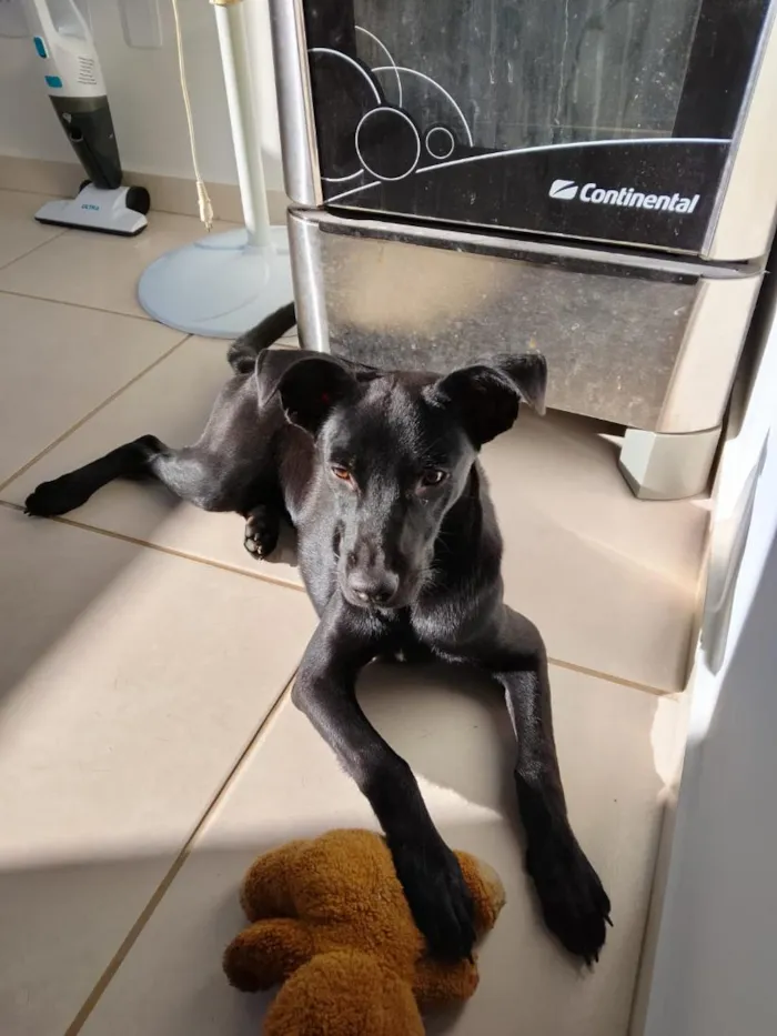 Cachorro raça SRD-ViraLata idade 7 a 11 meses nome Biscoito 