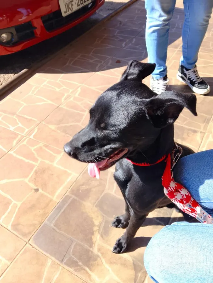 Cachorro raça SRD-ViraLata idade 7 a 11 meses nome Biscoito 