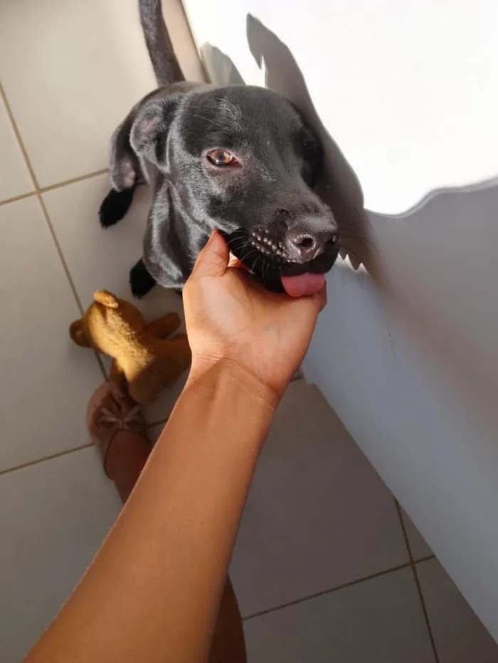 Cachorro raça SRD-ViraLata idade 7 a 11 meses nome Biscoito 