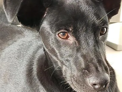Cachorro raça SRD-ViraLata idade 7 a 11 meses nome Biscoito 