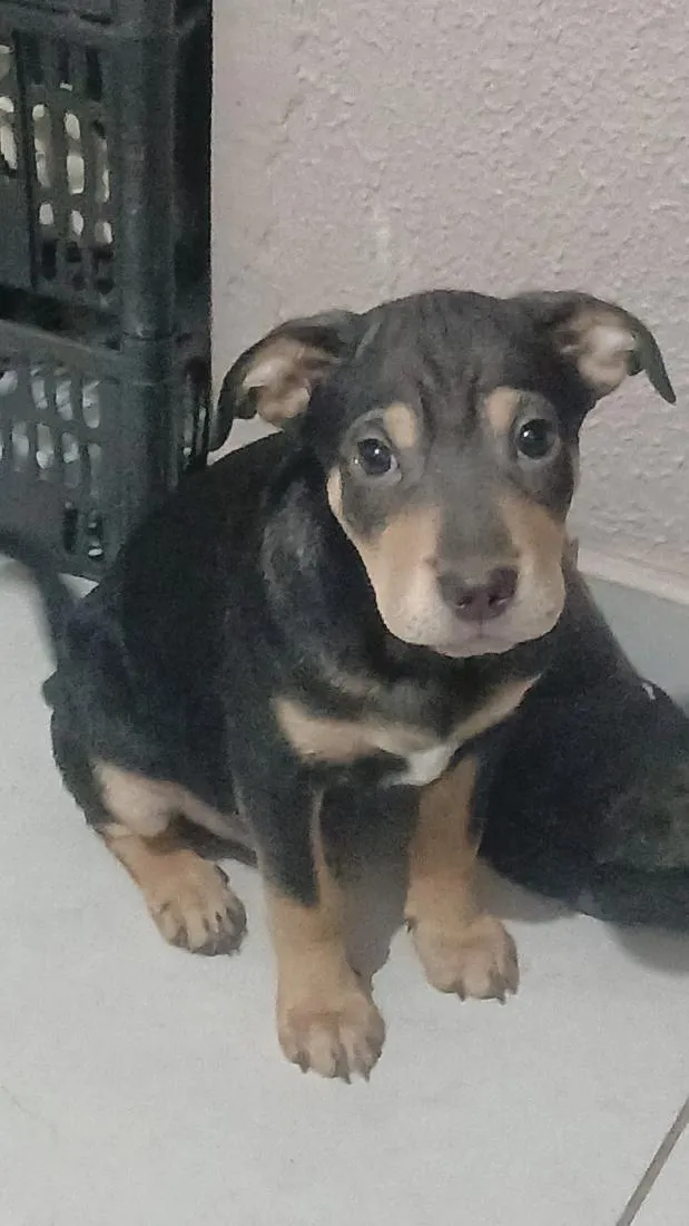 Cachorro raça SRD-ViraLata idade 2 a 6 meses nome juninho