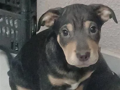 Cachorro raça SRD-ViraLata idade 2 a 6 meses nome juninho