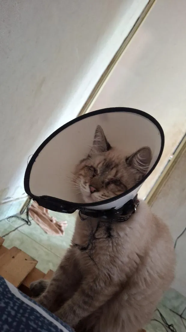 Gato raça SRD-ViraLata idade 7 a 11 meses nome Broa