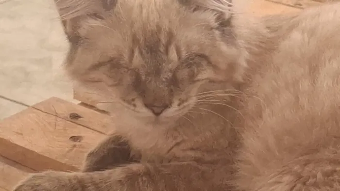 Gato raça SRD-ViraLata idade 7 a 11 meses nome Broa