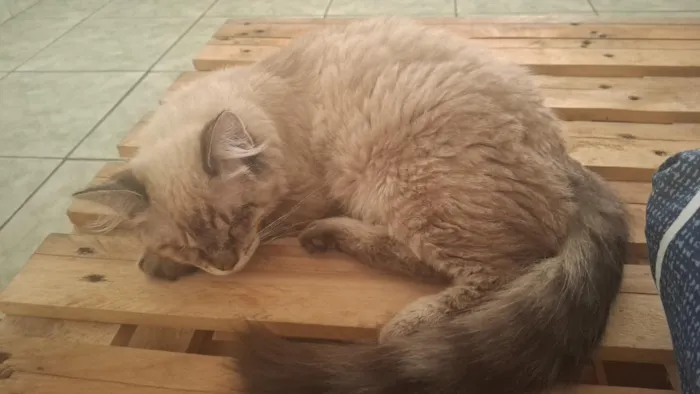 Gato raça SRD-ViraLata idade 7 a 11 meses nome Broa