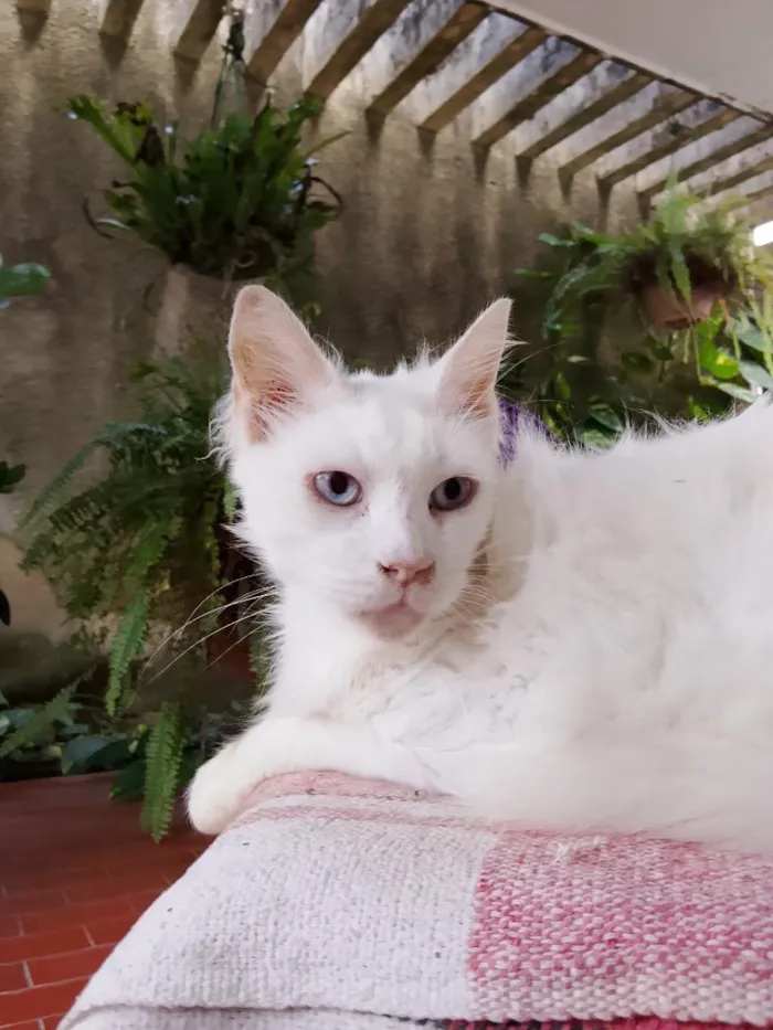 Gato raça SRD-ViraLata idade 6 ou mais anos nome Carneirinho
