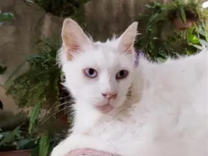 Gato raça SRD-ViraLata idade 6 ou mais anos nome Carneirinho