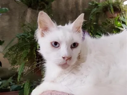 Gato raça SRD-ViraLata idade 6 ou mais anos nome Carneirinho