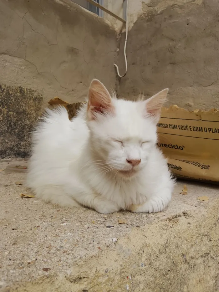 Gato raça SRD-ViraLata idade 6 ou mais anos nome Carneirinho