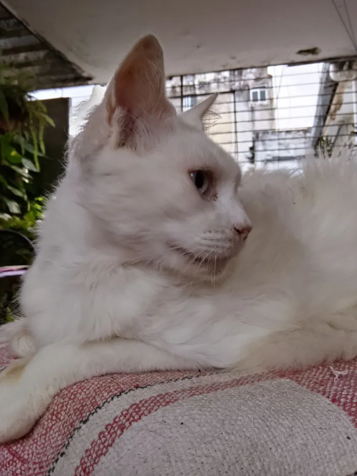 Gato raça SRD-ViraLata idade 6 ou mais anos nome Carneirinho