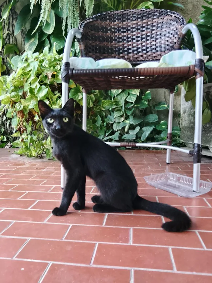 Gato raça SRD-ViraLata idade 7 a 11 meses nome Pretinha