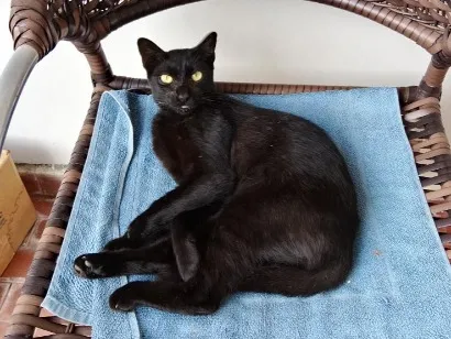Gato raça SRD-ViraLata idade 7 a 11 meses nome Pretinha