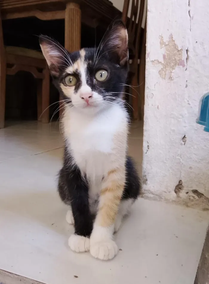 Gato raça SRD-ViraLata idade 2 anos nome Piquitita