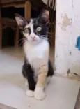 Piquitita