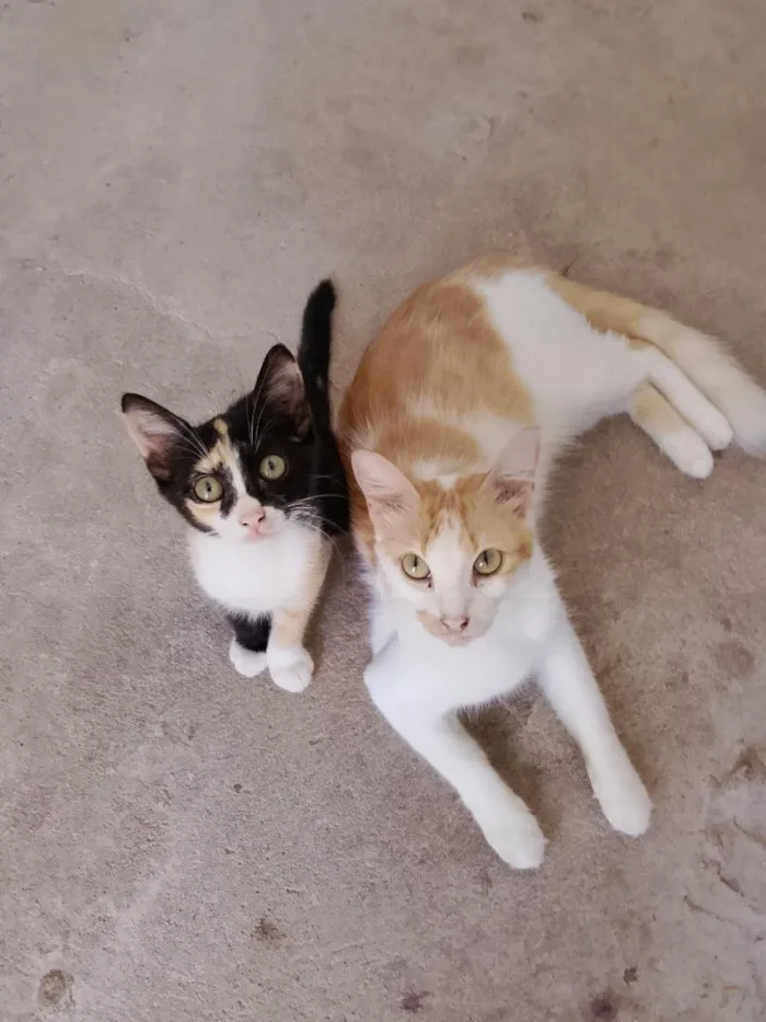 Gato raça SRD-ViraLata idade 2 anos nome Piquitita