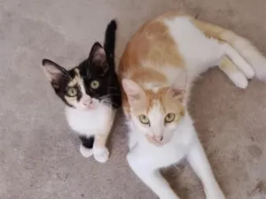 Gato raça SRD-ViraLata idade 2 anos nome Piquitita