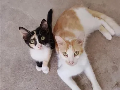 Gato raça SRD-ViraLata idade 2 anos nome Piquitita