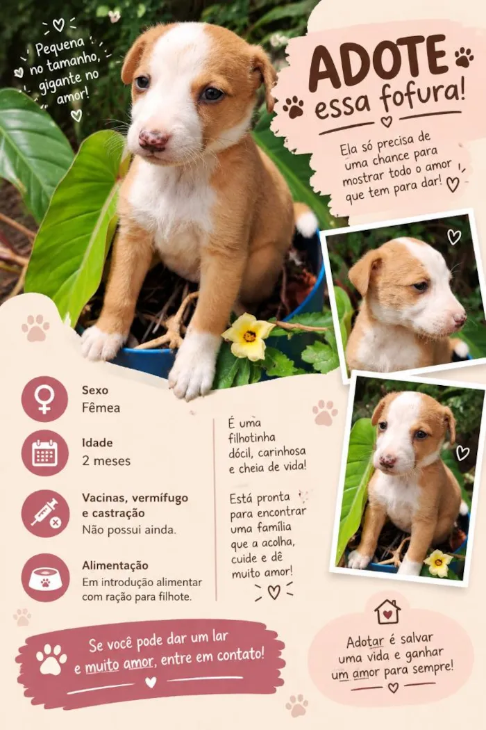 Cachorro raça SRD-ViraLata idade Abaixo de 2 meses nome sem nome