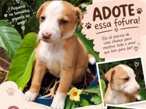 Cachorro raça SRD-ViraLata idade Abaixo de 2 meses nome sem nome