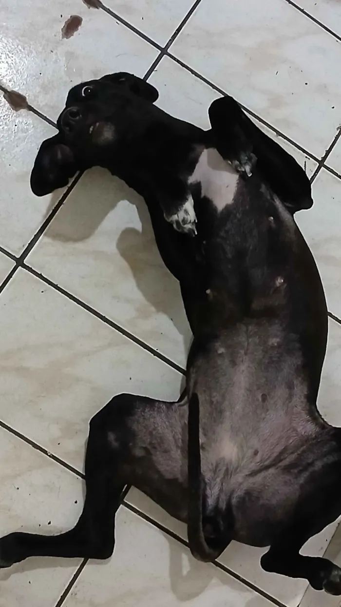 Cachorro raça SRD-ViraLata idade 1 ano nome Kiara