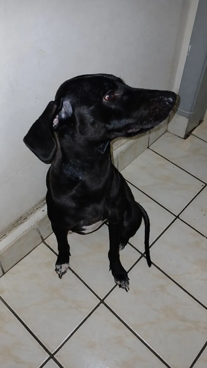 Cachorro raça SRD-ViraLata idade 1 ano nome Kiara