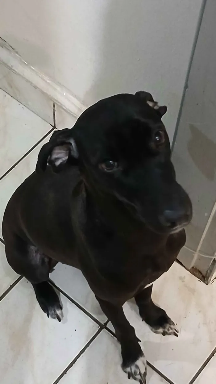 Cachorro raça SRD-ViraLata idade 1 ano nome Kiara
