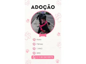 Cachorro raça SRD-ViraLata idade 1 ano nome Kiara