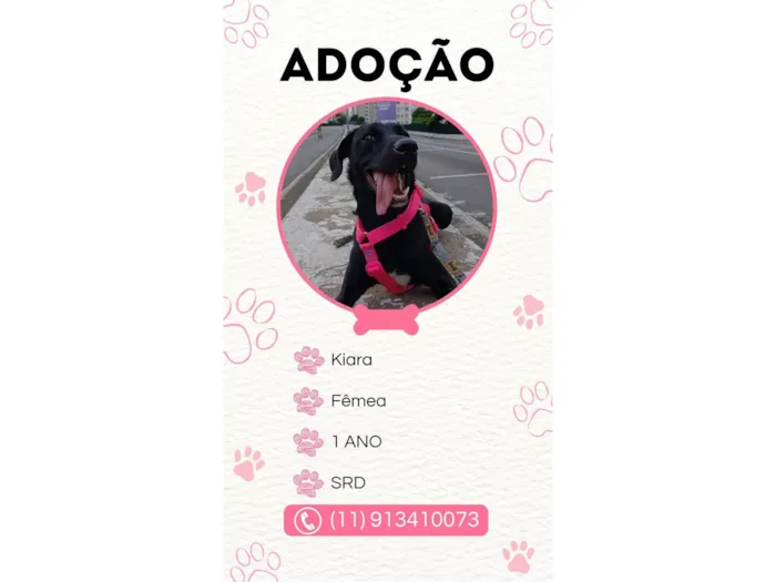 Cachorro raça SRD-ViraLata idade 1 ano nome Kiara