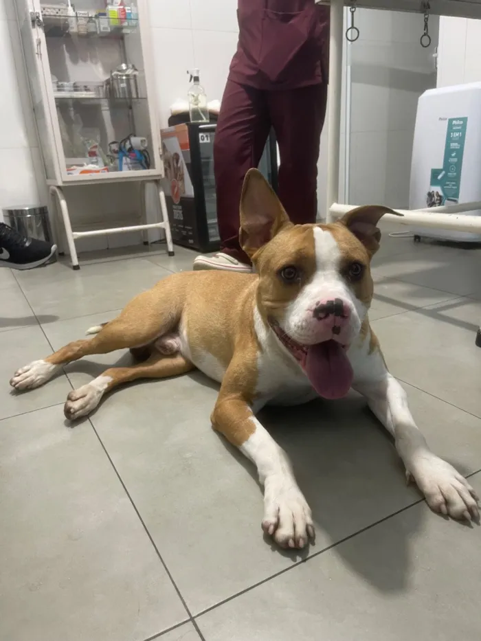 Cachorro raça Pit-Bull idade 3 anos nome TICO