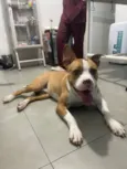 TICO