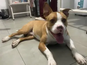 Cachorro raça Pit-Bull idade 3 anos nome TICO