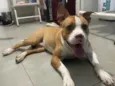 TICO