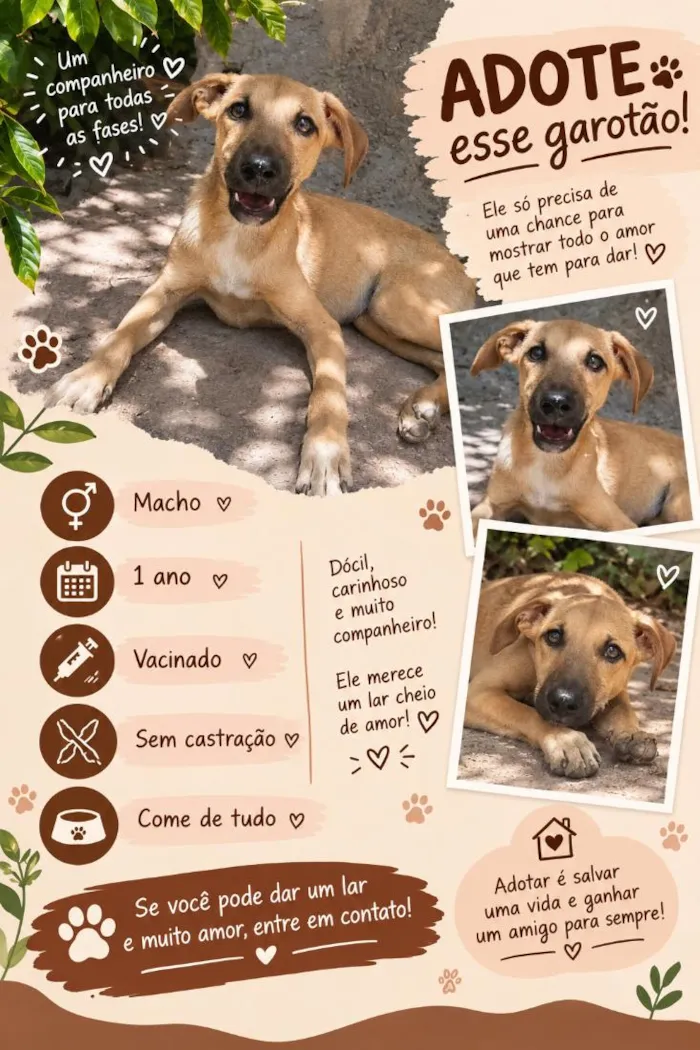 Cachorro raça SRD-ViraLata idade 1 ano nome Gray